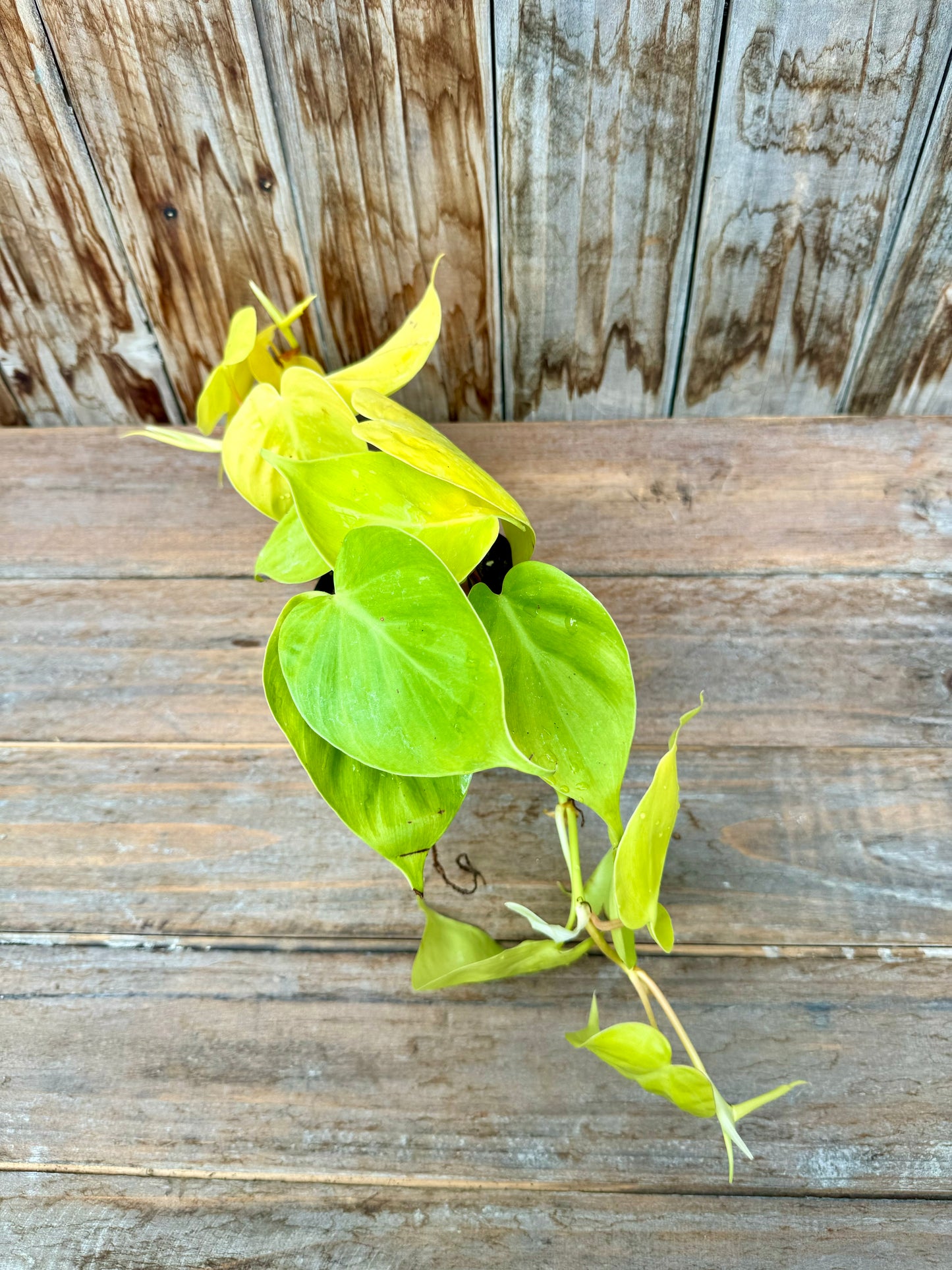 Philodendron Cordatum Lemon