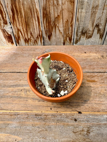 Euphorbia Lactea White Ghost