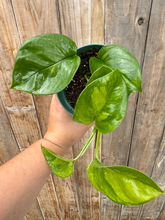 Global Green Pothos