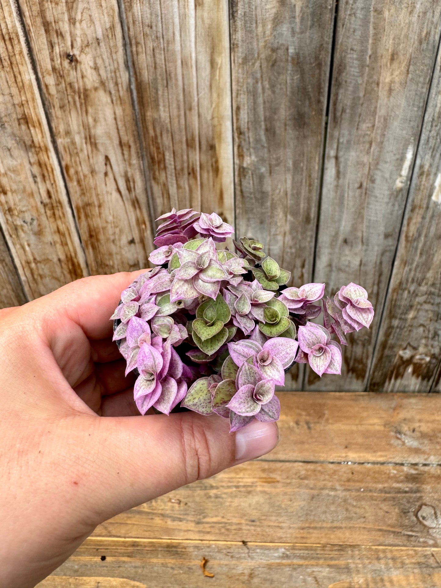 Callisia Repens ‘Pink Lady’