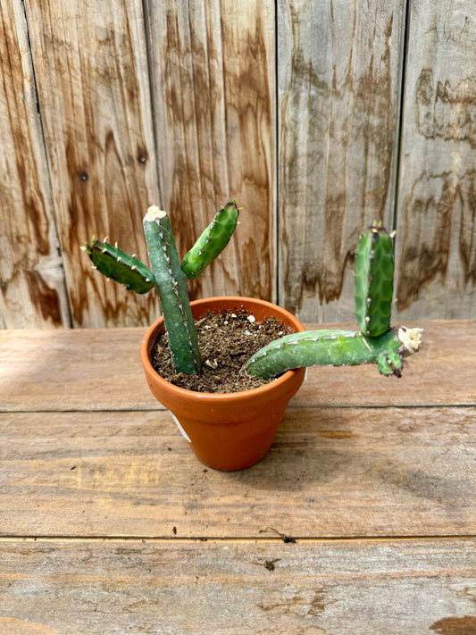 Euphorbia Heterochroma