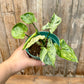 Syngonium mojito