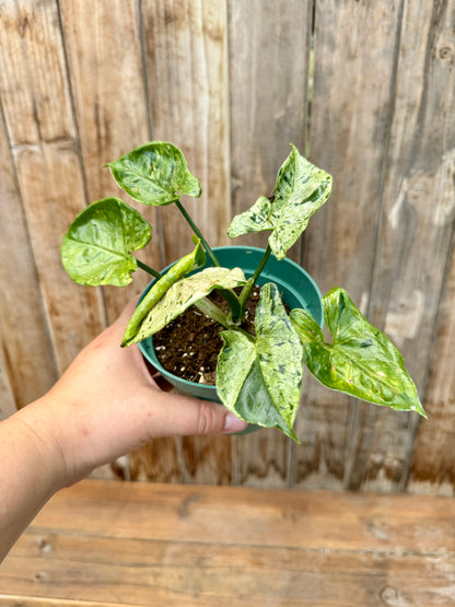 Syngonium mojito