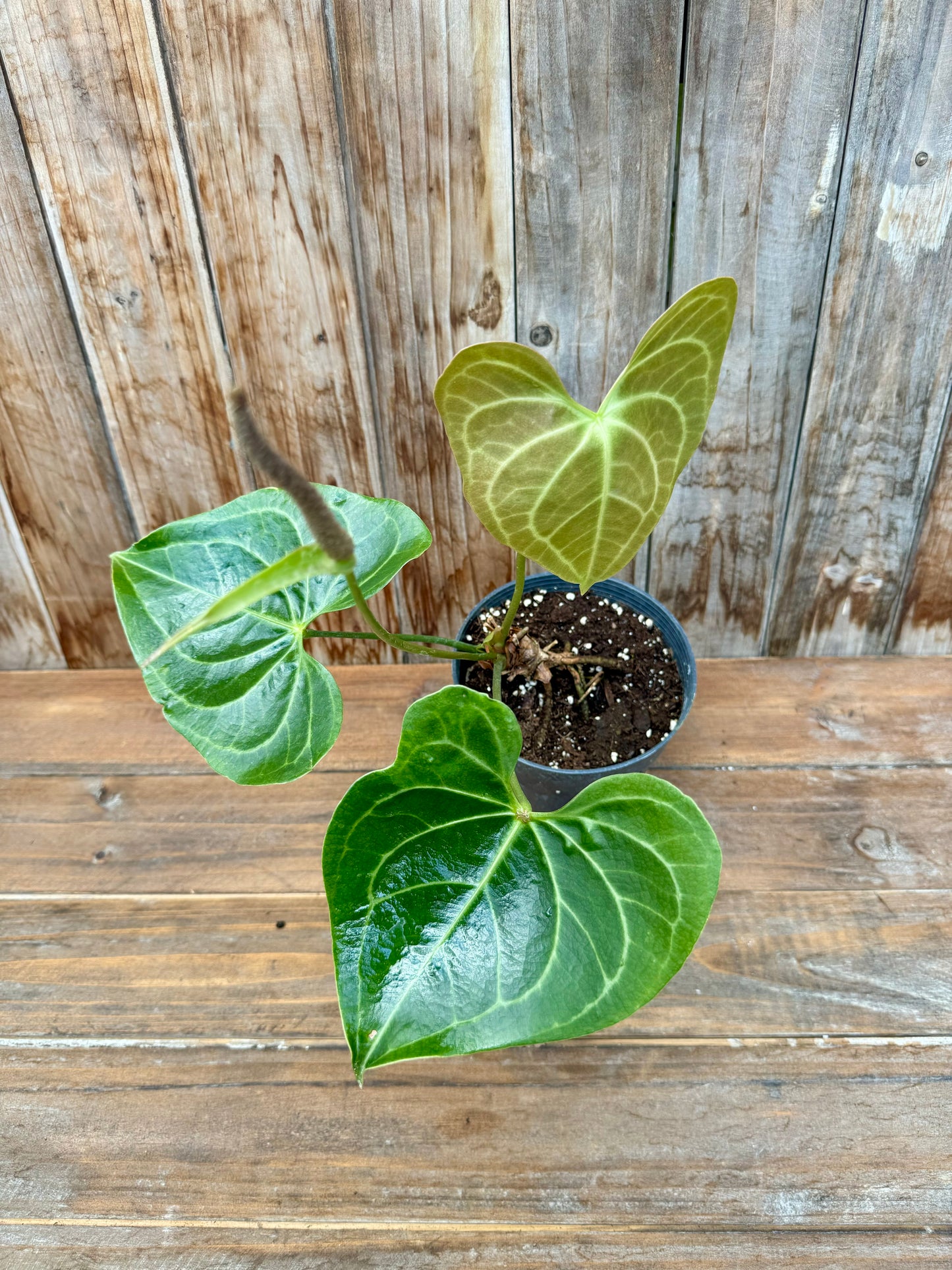 Anthurium Pterodactyl