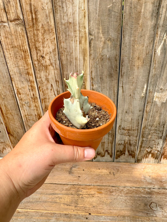 Euphorbia Lactea White Ghost