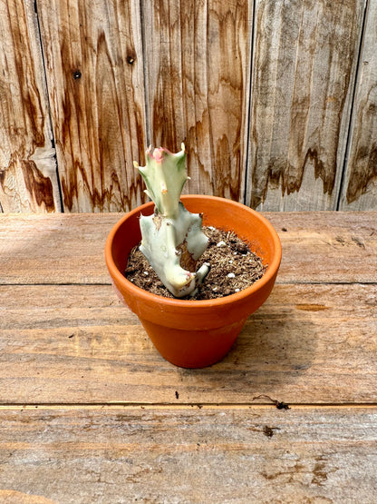 Euphorbia Lactea White Ghost