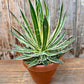 Agave Filifera