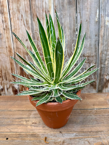 Agave Filifera