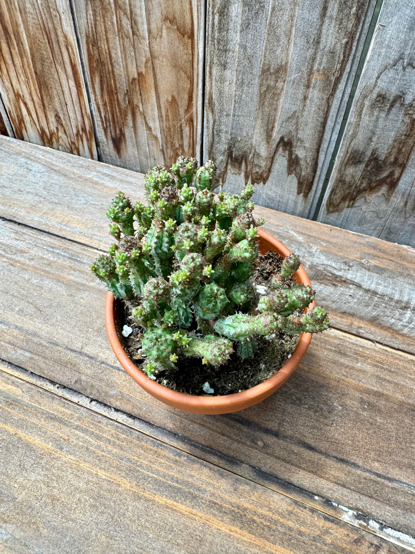 Euphorbia sp.