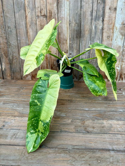 Philodendron Jose Buono