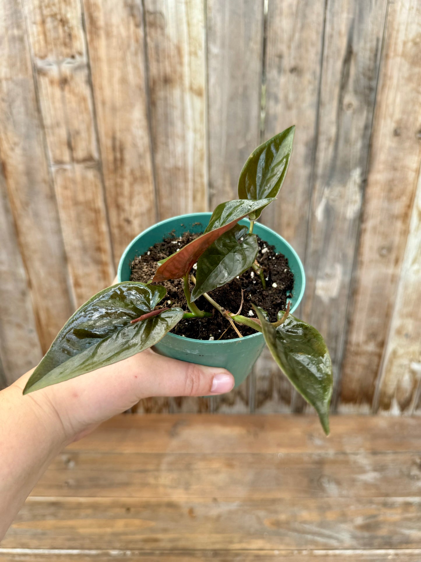 Syngonium Red Arrow