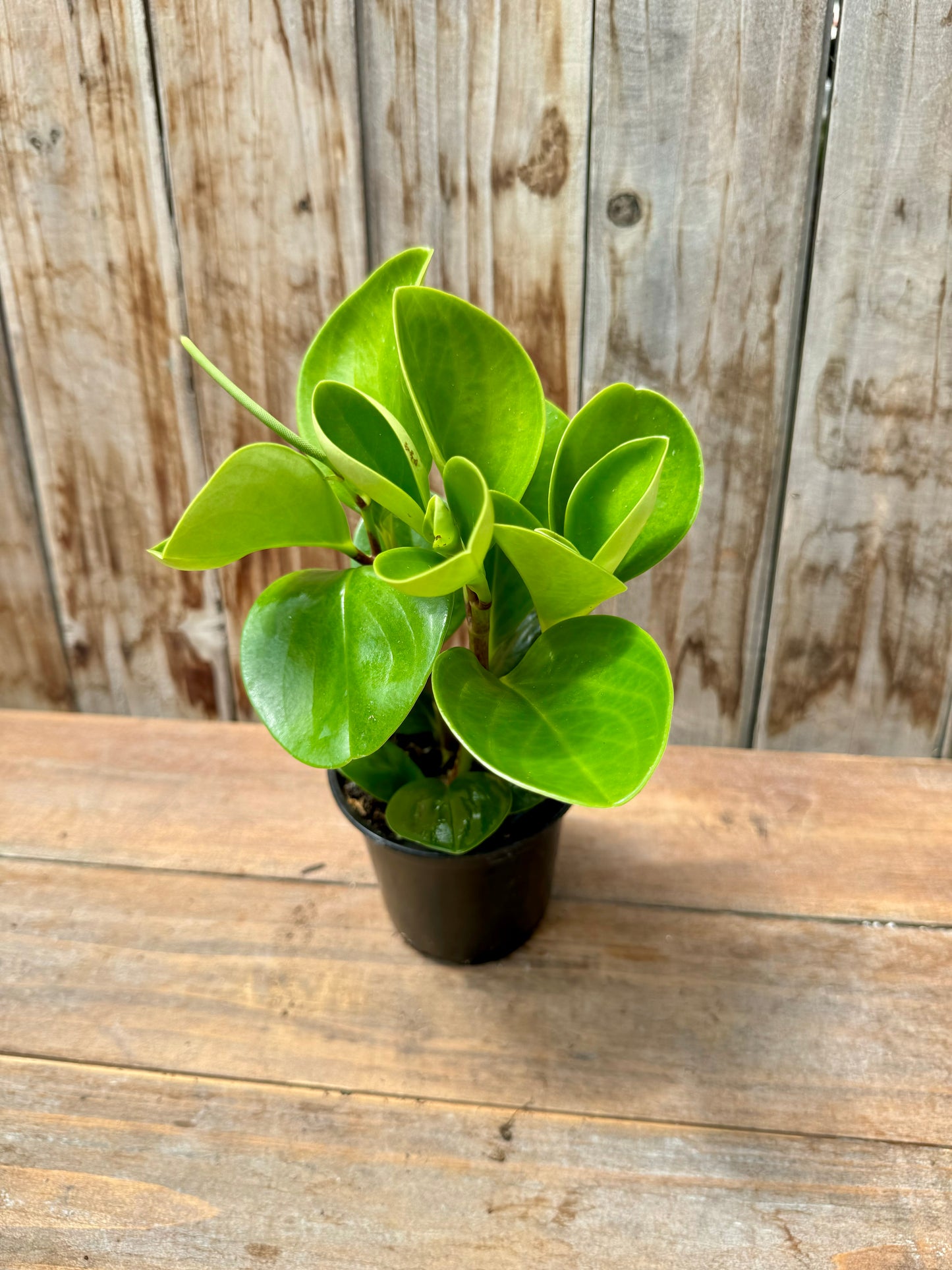 Peperomia Obtusifolia