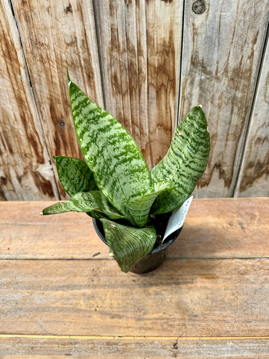 Dracaena (Snake Plant)