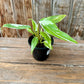 Philodendron White Princess