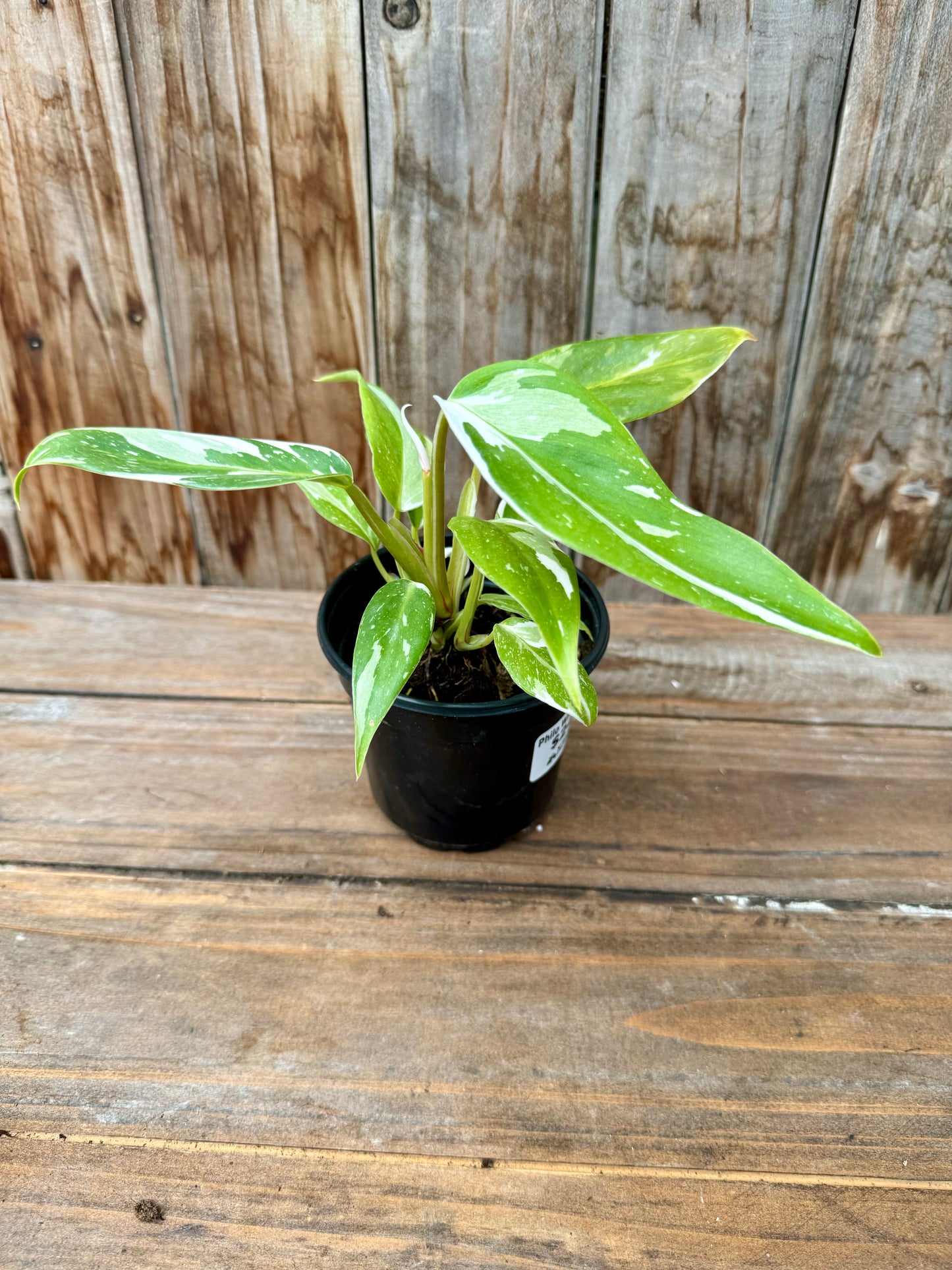 Philodendron White Princess