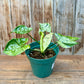 Syngonium mojito