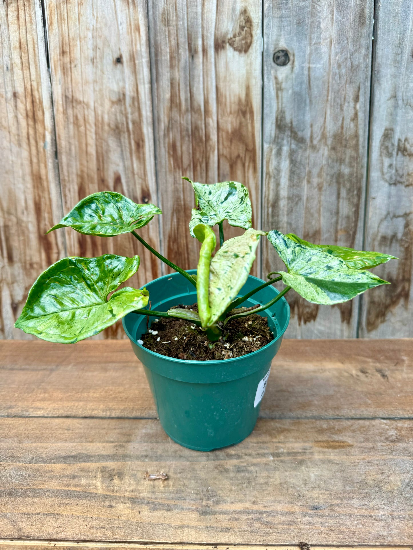 Syngonium mojito