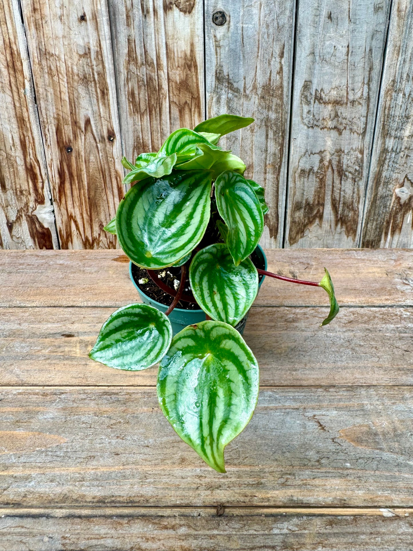 Watermelon Peperomia