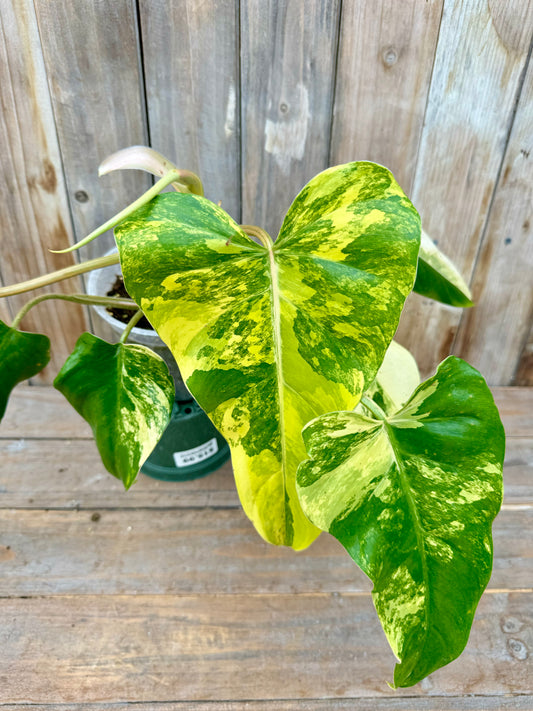 Philodendron Domesticum Variegated