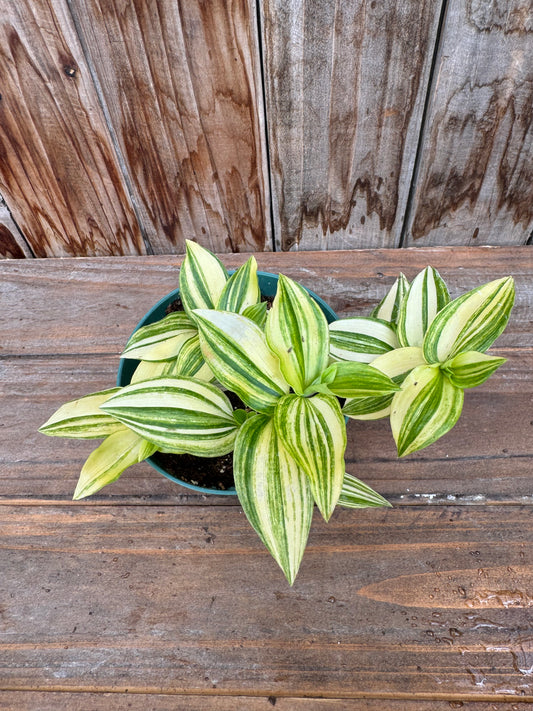 Tradescantia Yellow