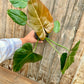 Philodendron Summer Glory