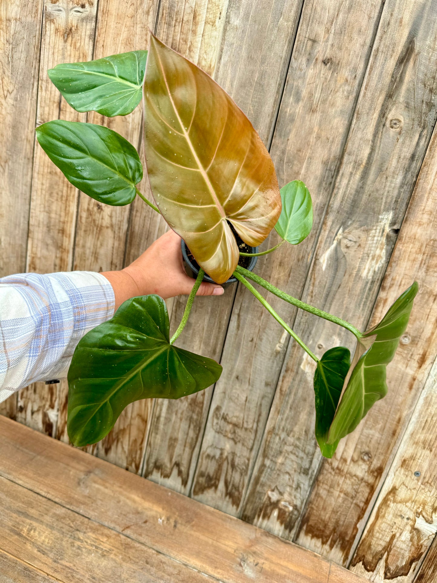 Philodendron Summer Glory