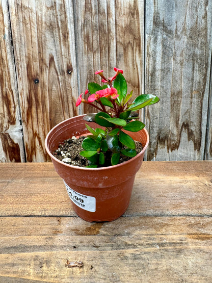 Euphorbia Milii (Crown of thorns)