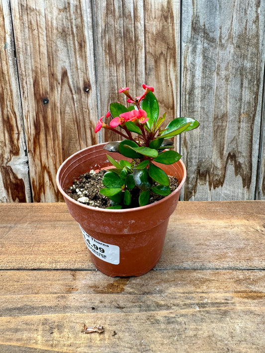 Euphorbia Milii (Crown of thorns)