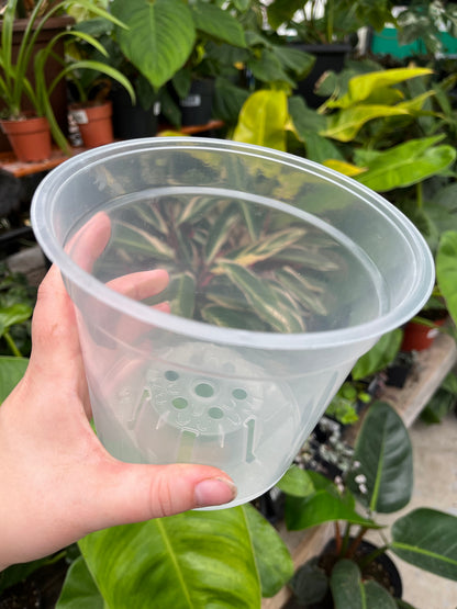 Clear Nursery Pots