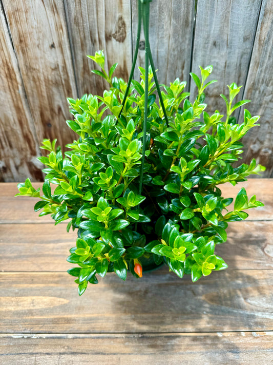 Goldfish Plant