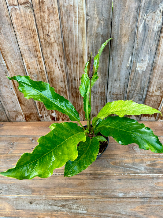 Anthurium Hookeri