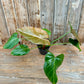 Philodendron Summer Glory