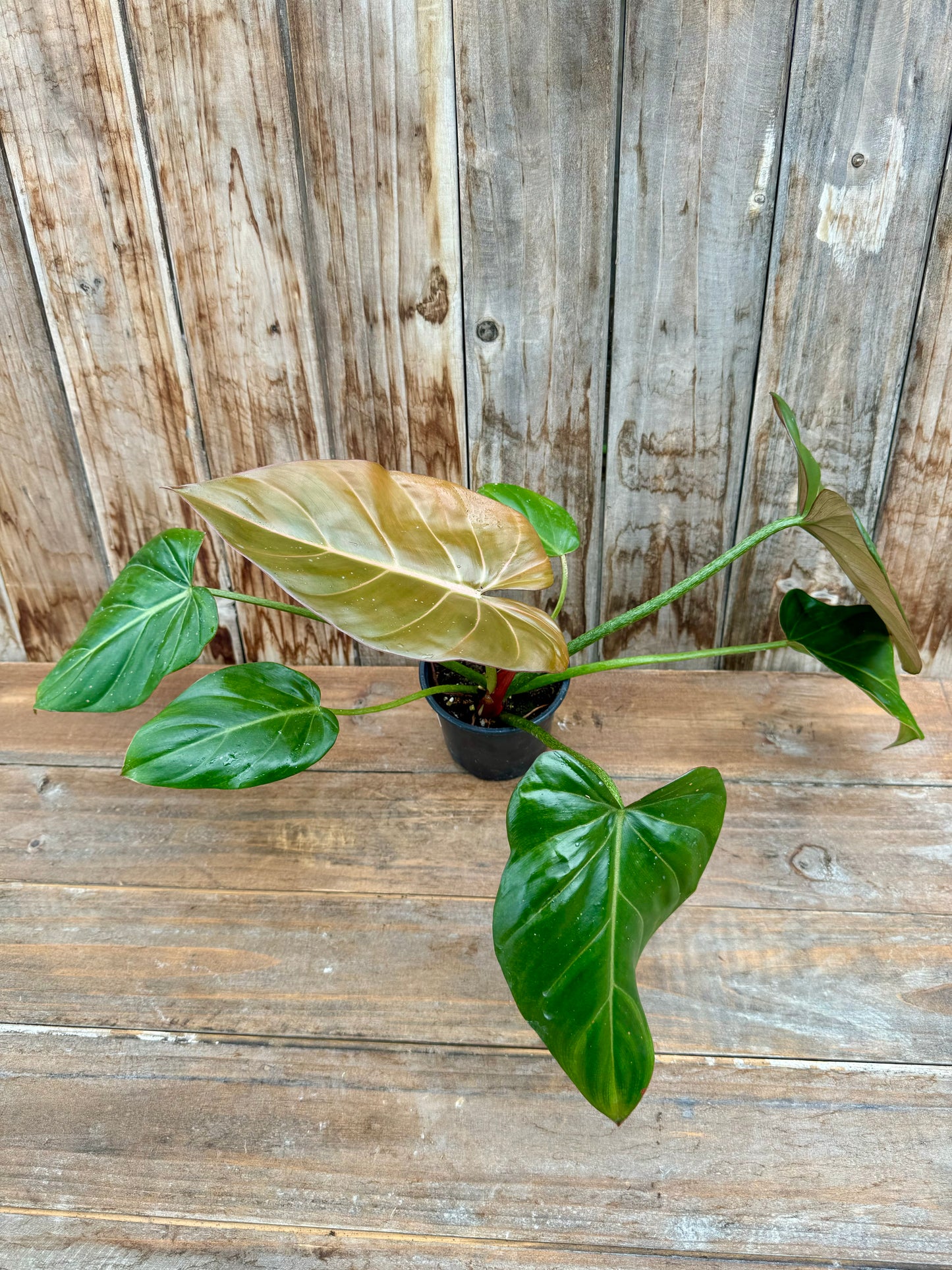 Philodendron Summer Glory