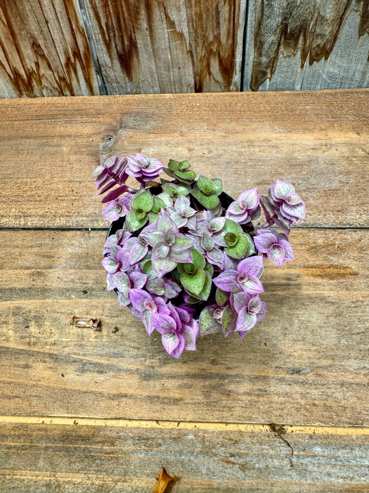 Callisia Repens ‘Pink Lady’