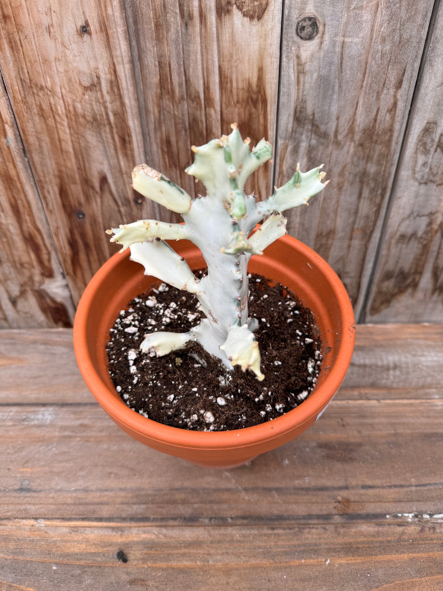 Euphorbia Lactea White Ghost