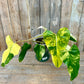 Philodendron Domesticum Variegated