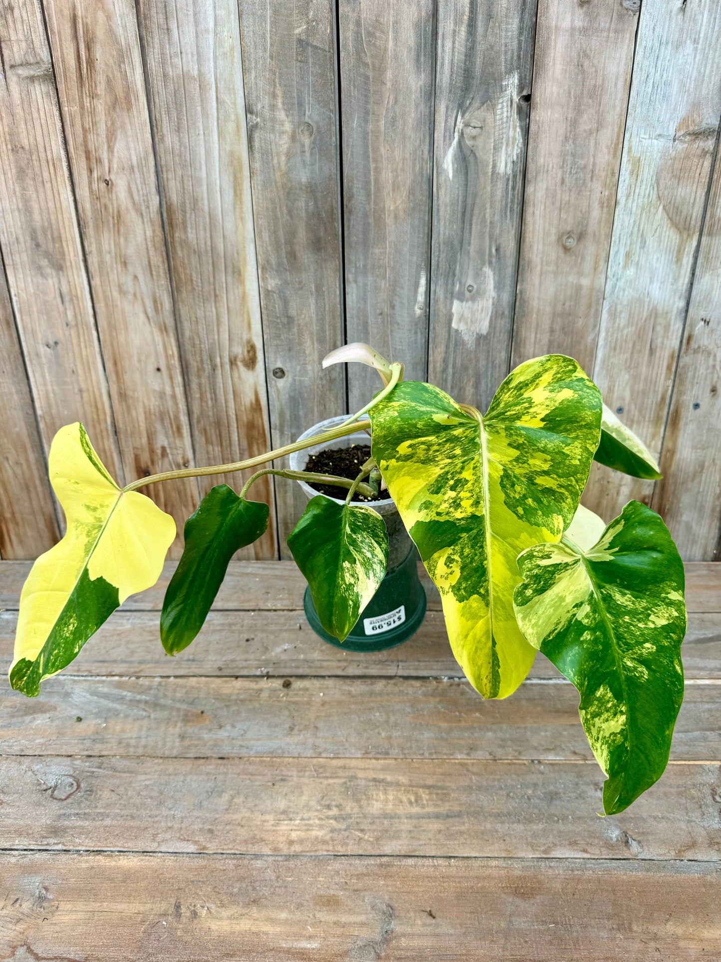 Philodendron Domesticum Variegated