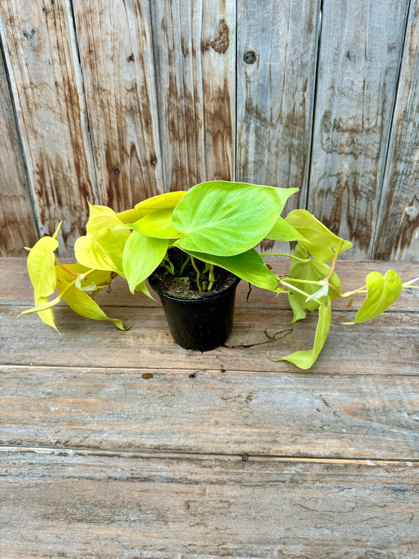 Philodendron Cordatum Lemon