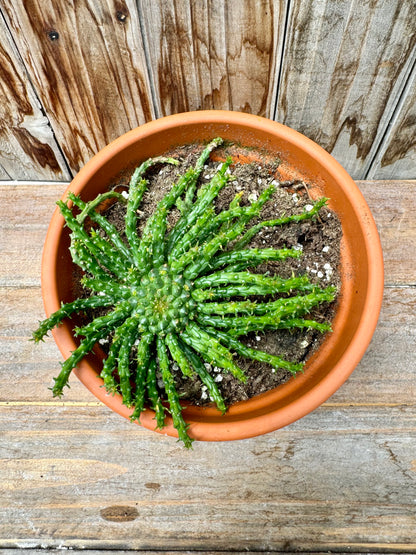 Euphorbia Flanaganii