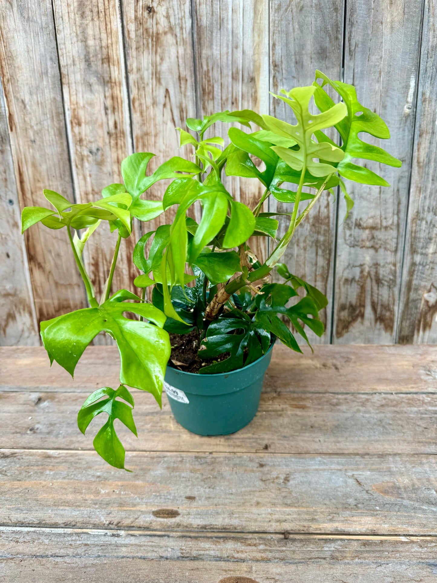 Rhaphidophora Tetrasperma (Mini Monstera)