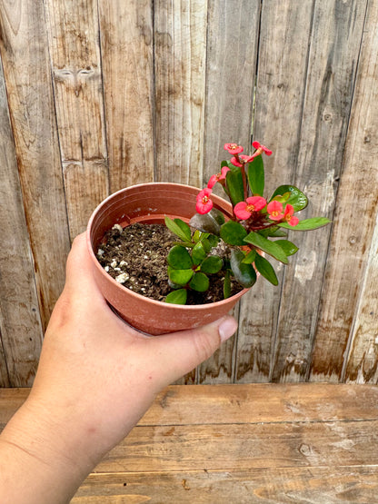 Euphorbia Milii (Crown of thorns)