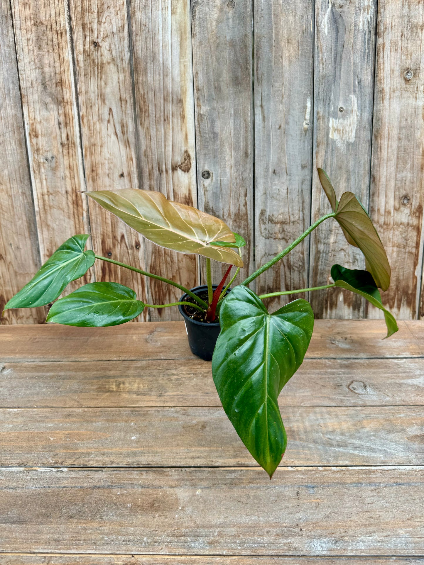 Philodendron Summer Glory