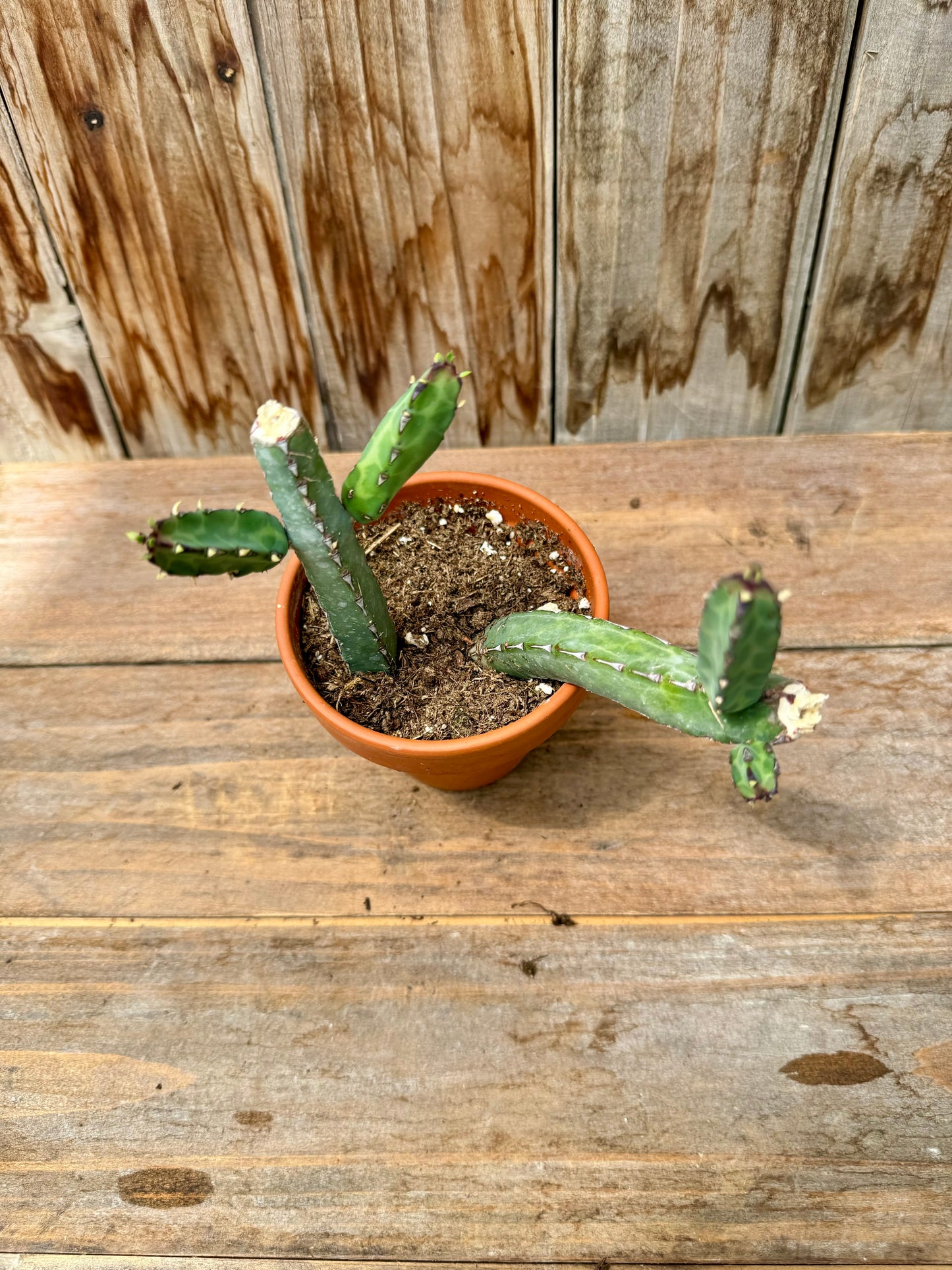 Euphorbia Heterochroma