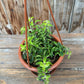 Aeschynanthus radicans 'Curly' (Lipstick plant)