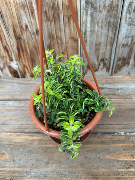 Aeschynanthus radicans 'Curly' (Lipstick plant)