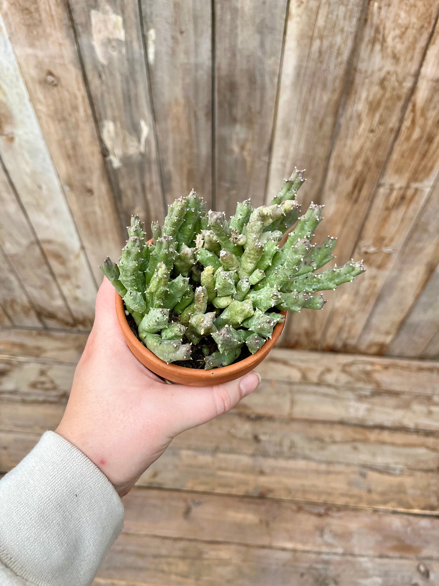 Carrion Stapelia Flower