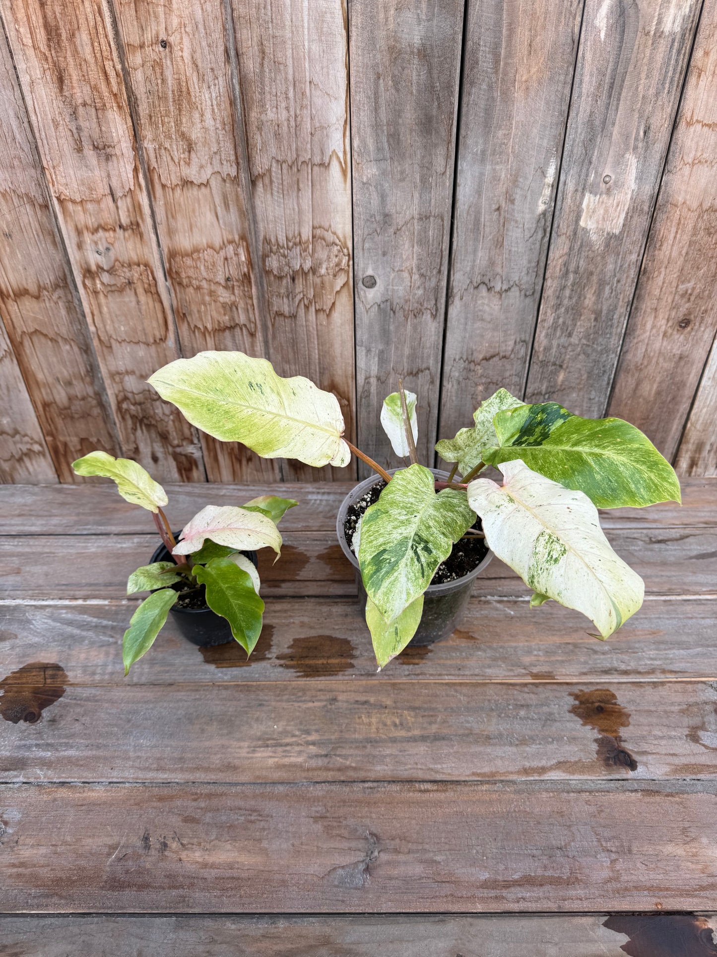 Philodendron Snowdrift