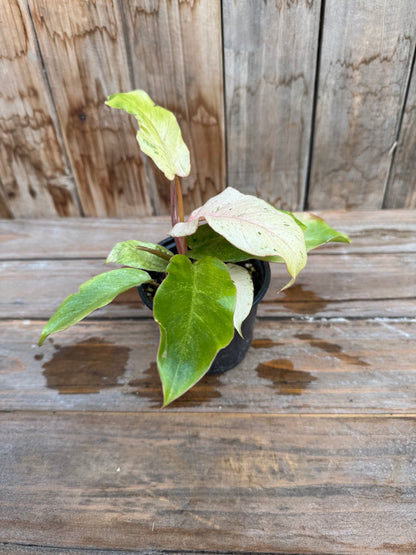 Philodendron Snowdrift