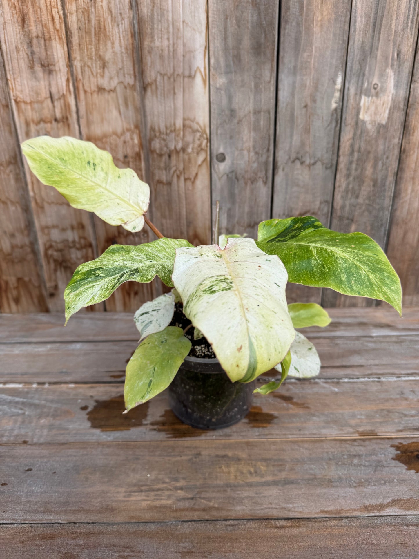 Philodendron Snowdrift