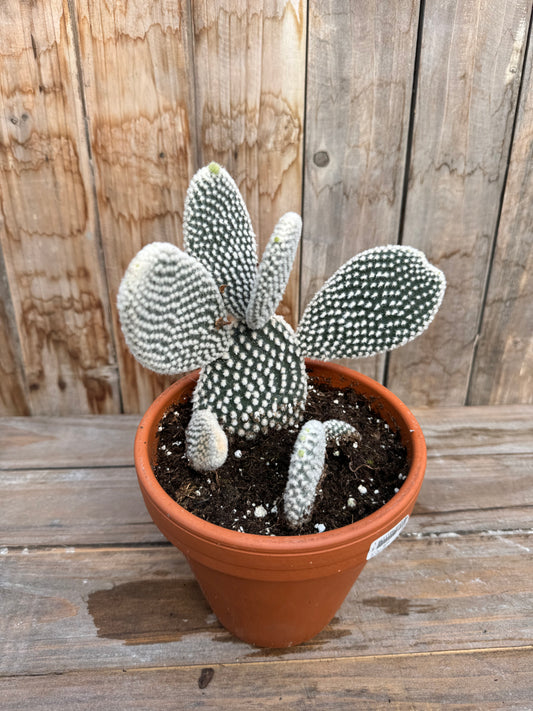 Bunny Ear Cactus